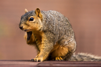 Professional Squirrel Removal